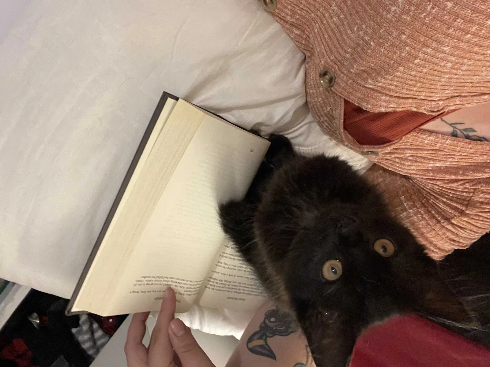 Lost cat in Murfreesboro, TN, 37130
