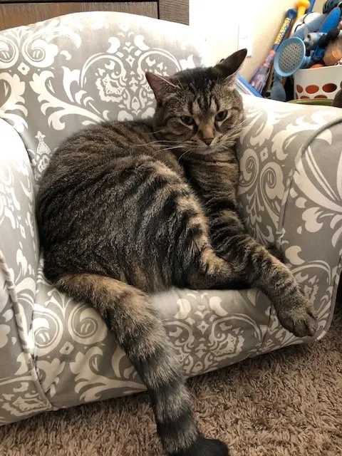 Lost cat in Colorado Springs, CO, 80925