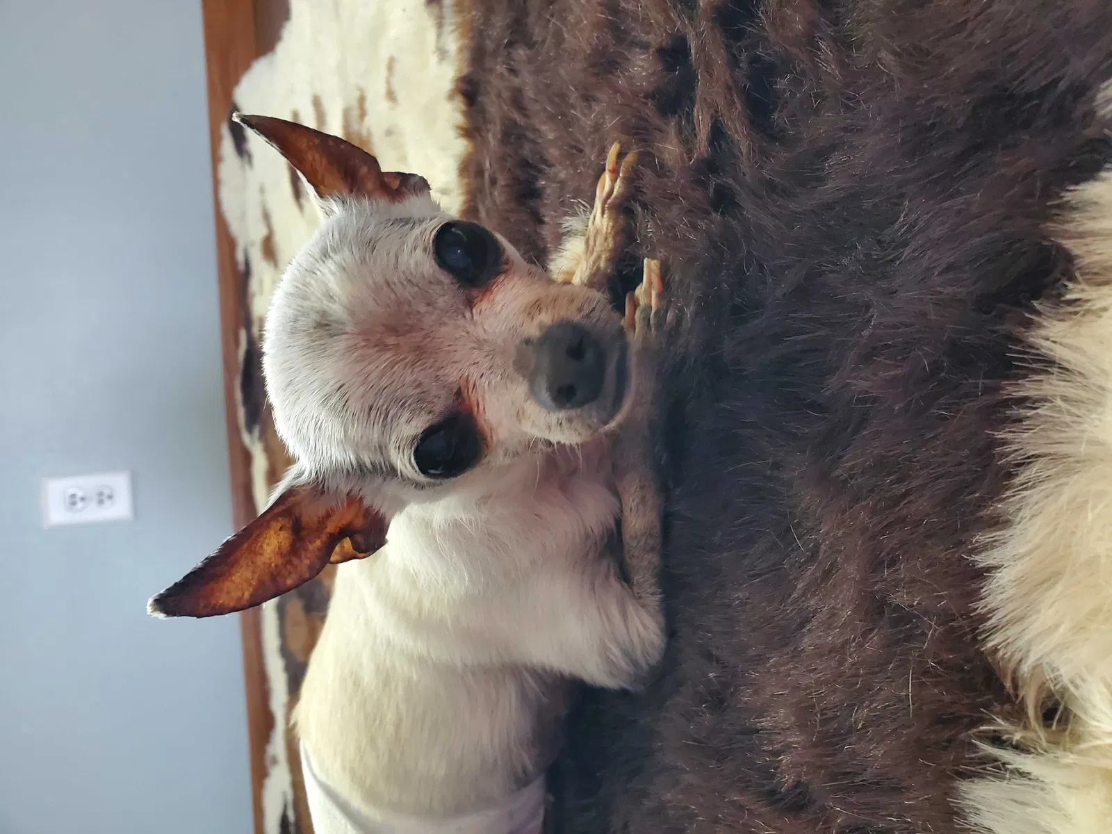 Lost dog in Toledo, OH, 43617
