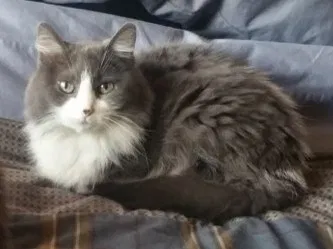 Lost cat in Saint Paul, MN, 55119