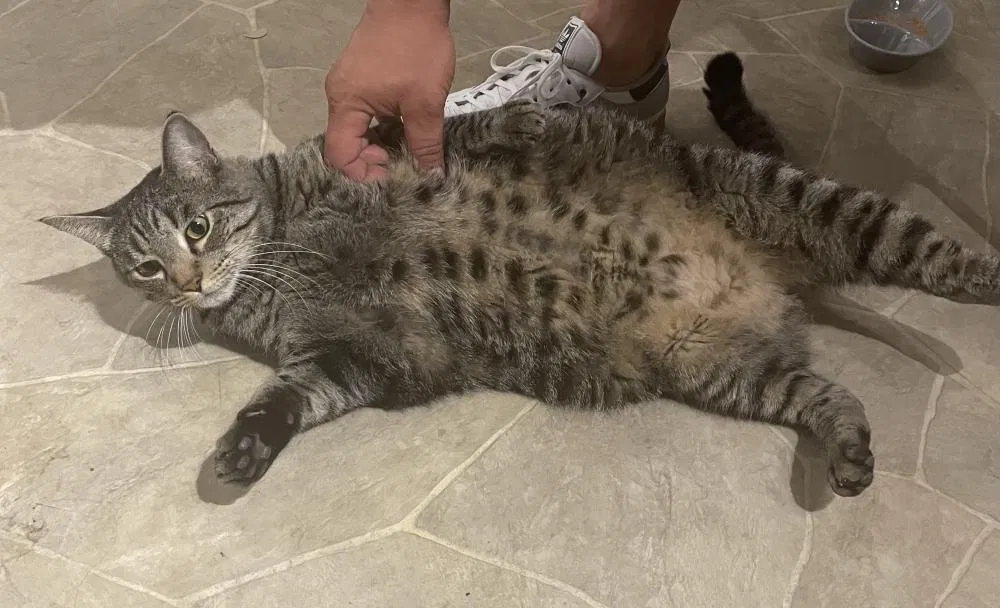 Lost cat in La Mesa, CA, 91942