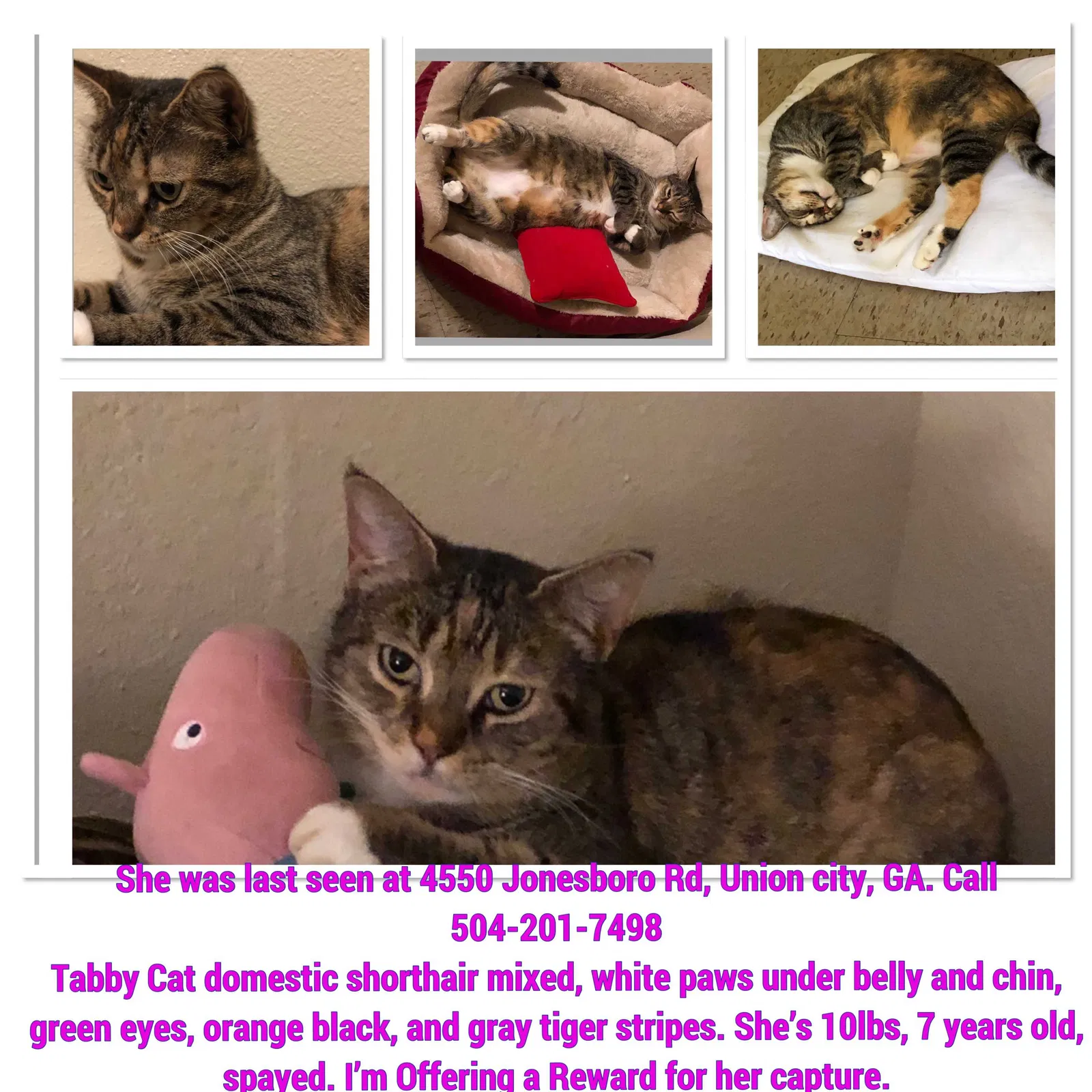 Lost cat in Union City, GA, 30291