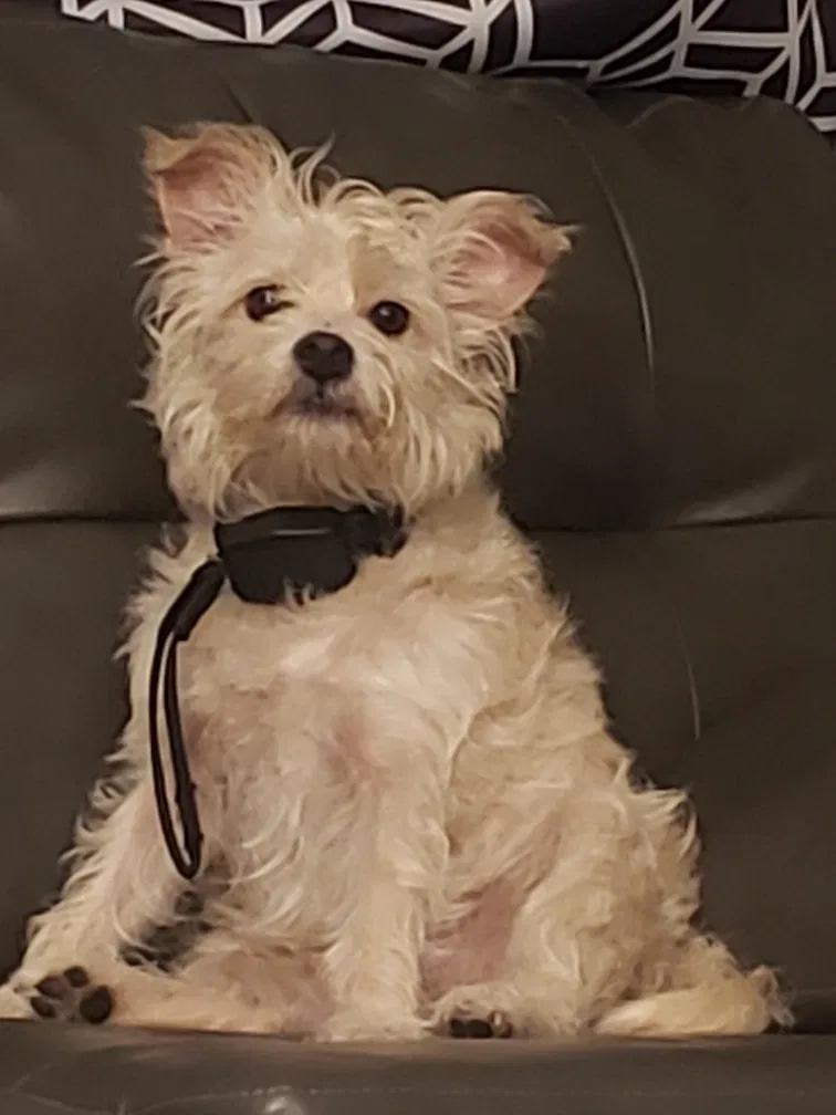 Lost dog in San Antonio, TX, 78213