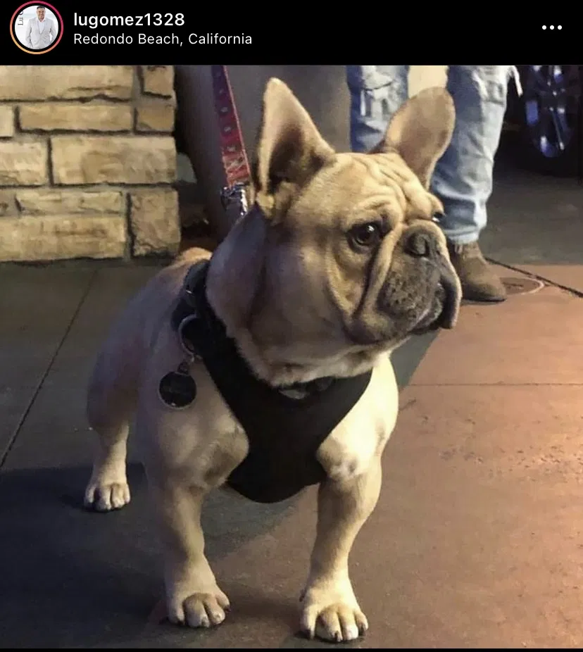 Lost dog in Redondo Beach, CA, 90278