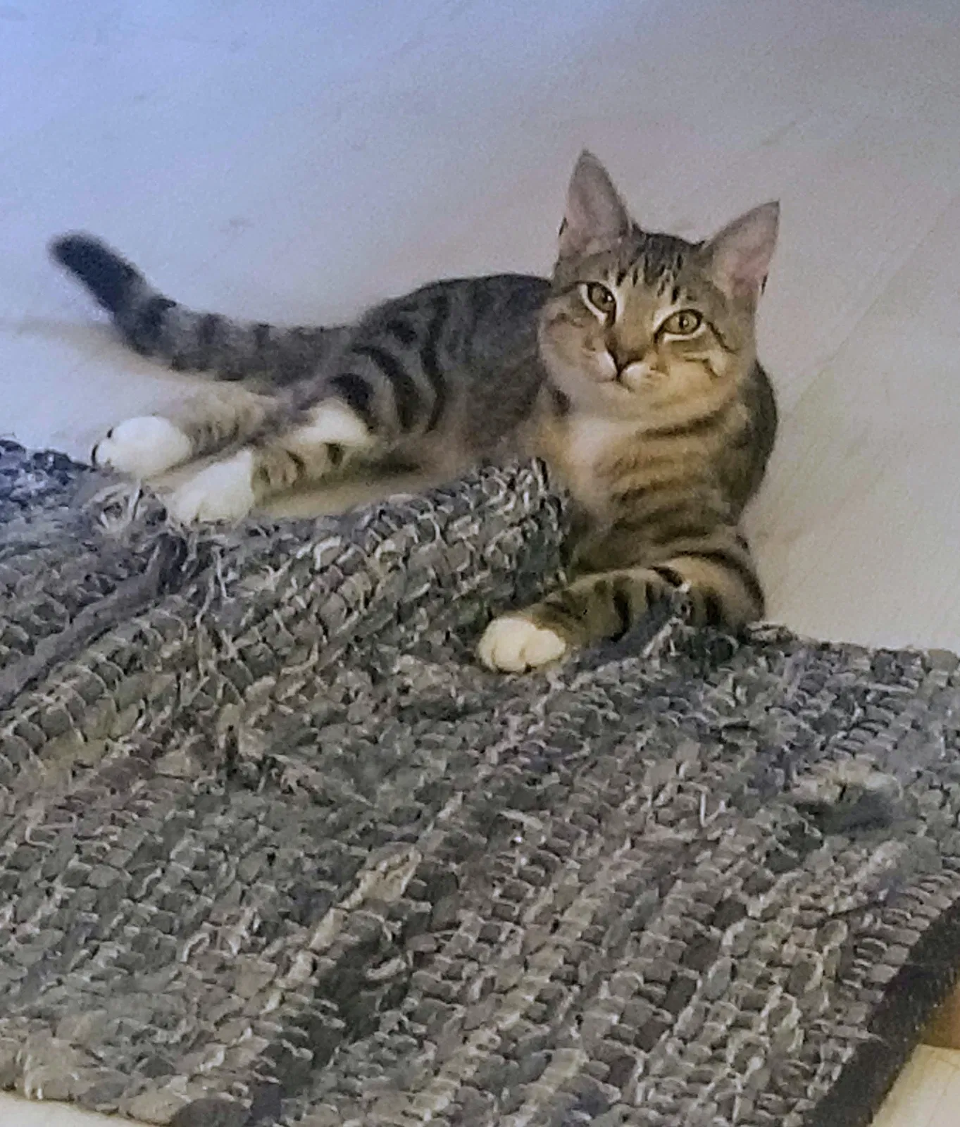 Lost cat in Carriere, MS, 39426