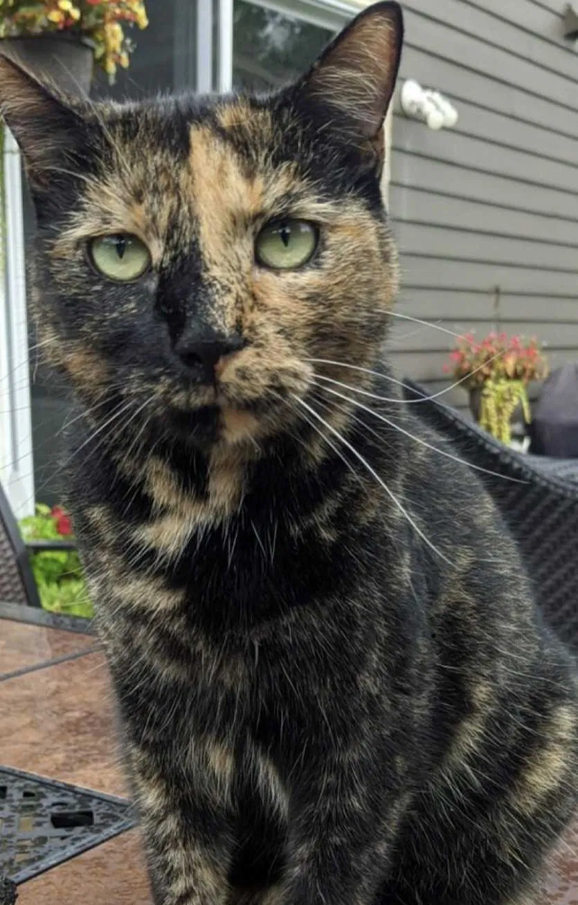 Lost cat in Rosemount, MN, 55068