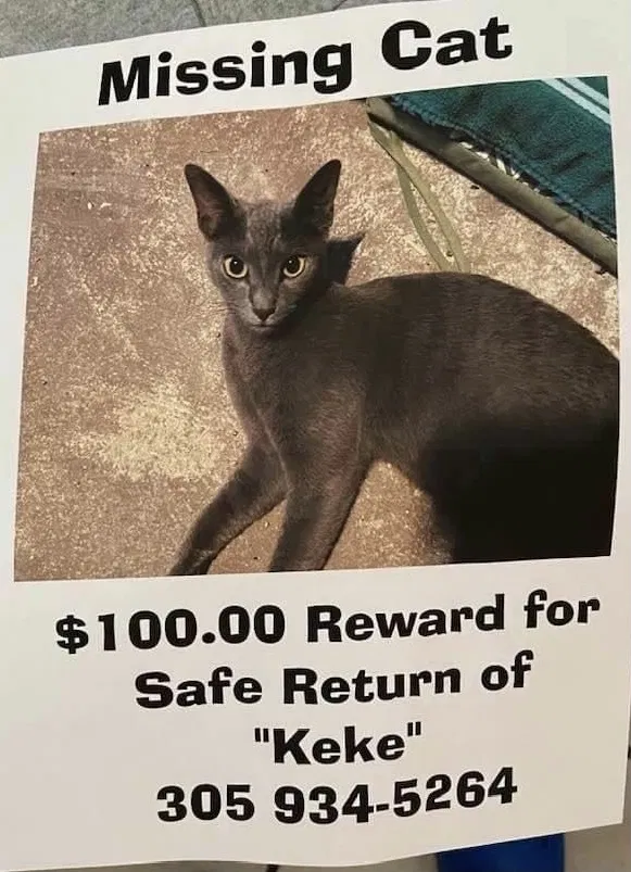 Lost cat in Hialeah, FL, 33014