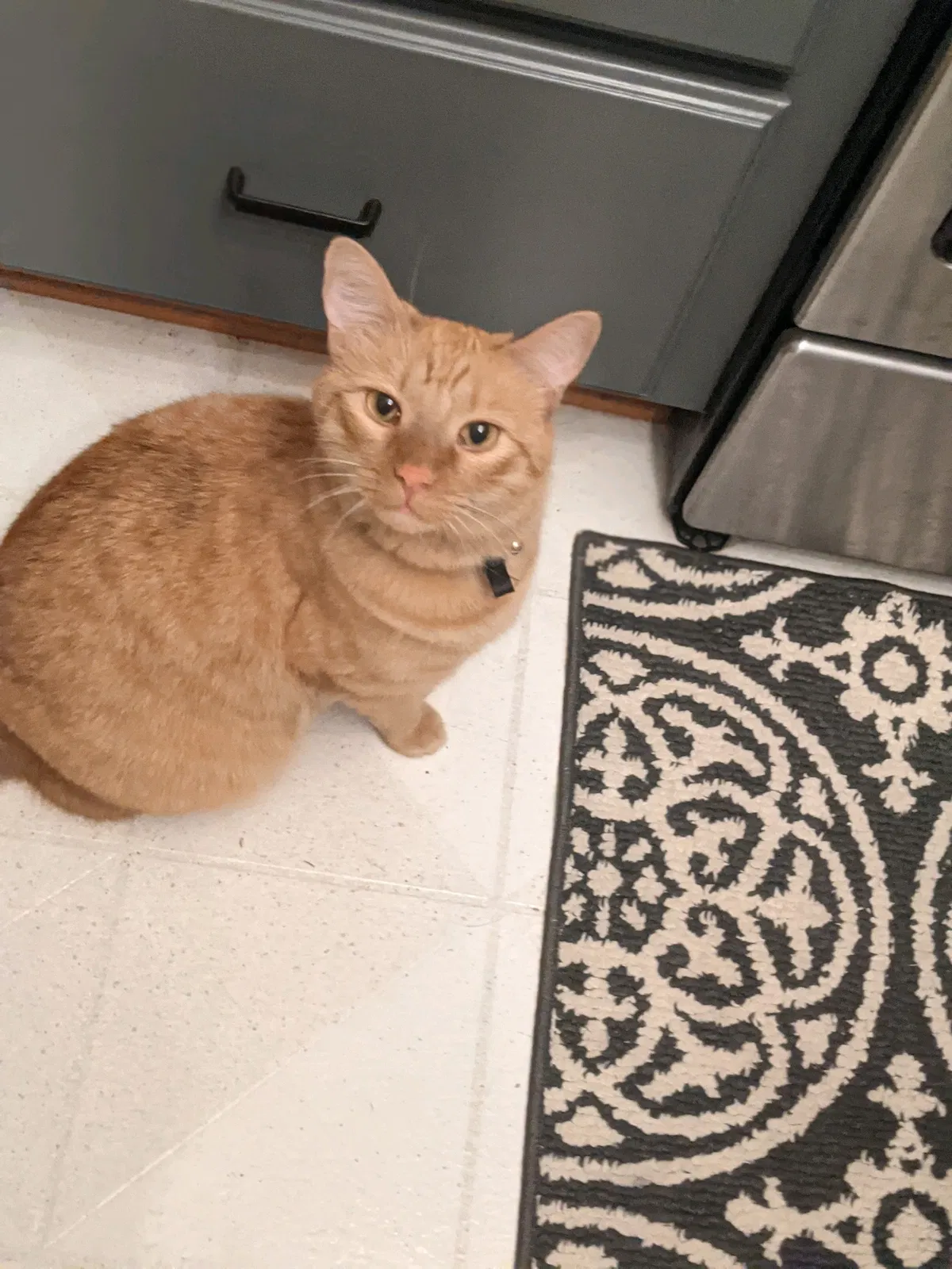Lost cat in Farmington, MN, 55024