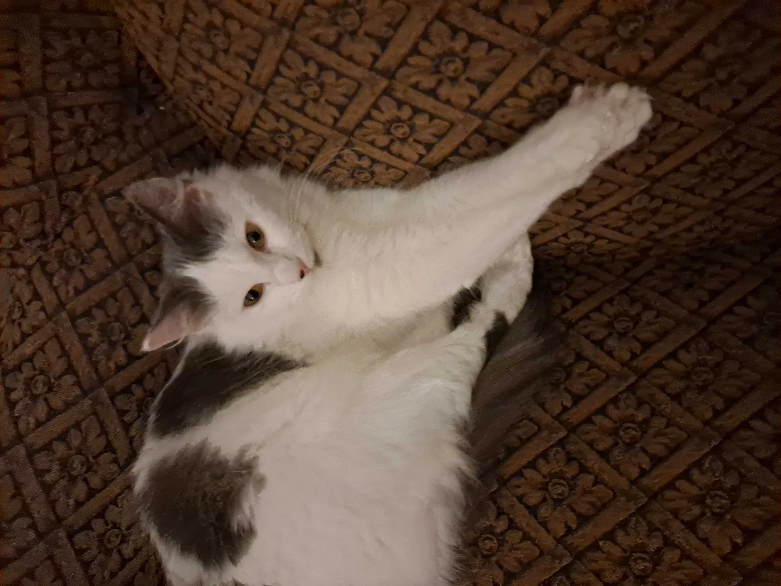 Lost cat in Greensboro, NC, 27410