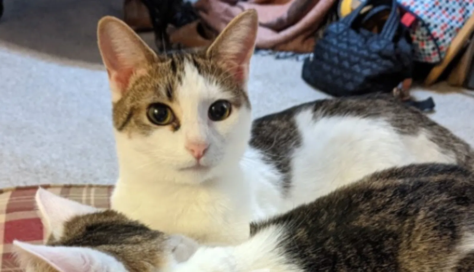 Lost cat in Colonial Heights, VA, 23834