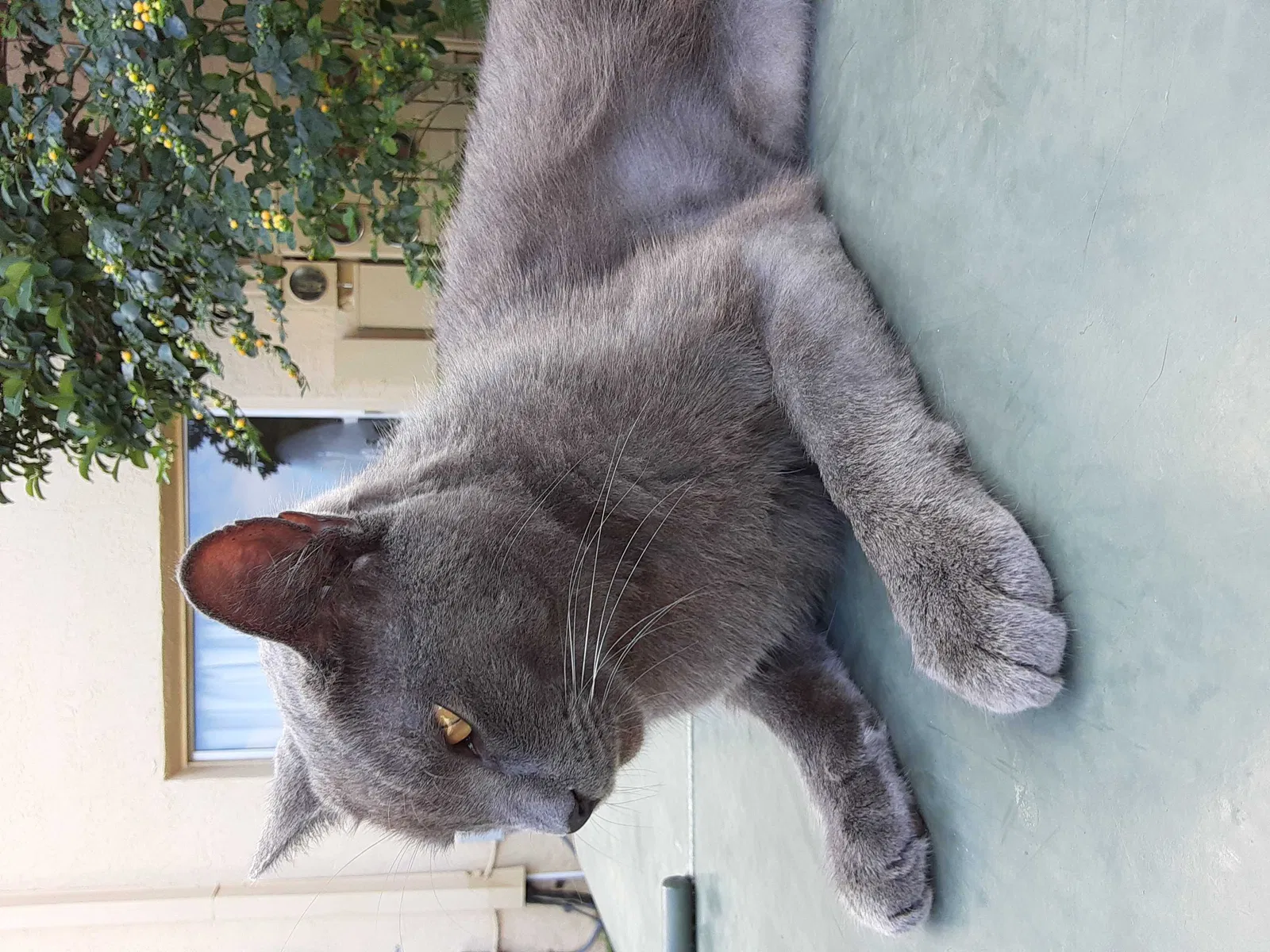Lost cat in Wimauma, FL, 33598