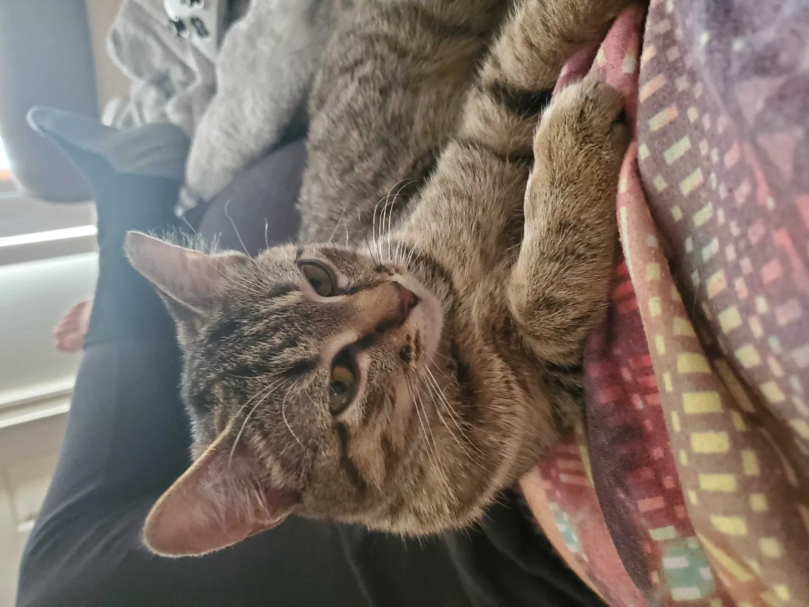 Lost cat in Baton Rouge, LA, 70802
