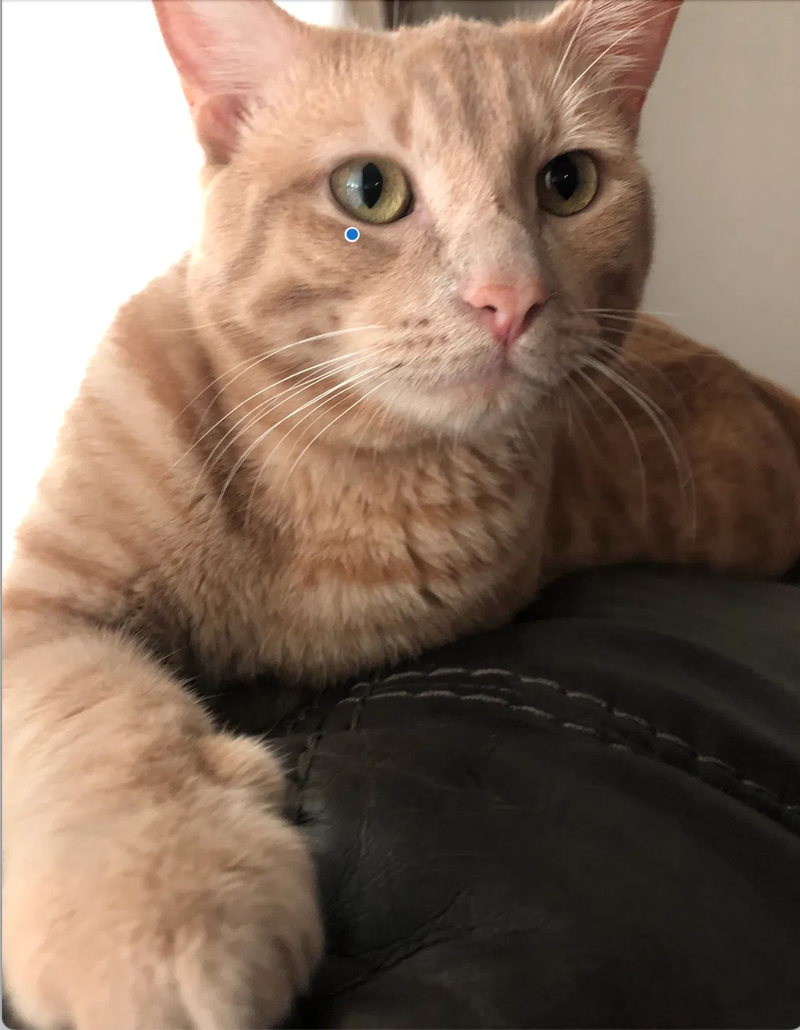 Lost cat in Odessa, TX, 79765