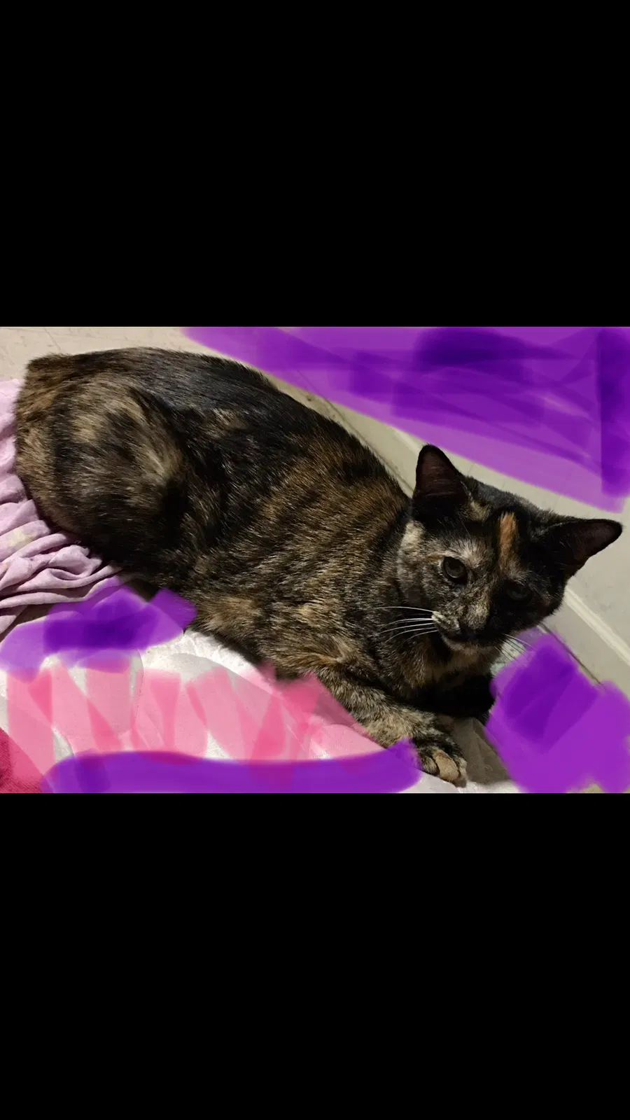 Lost cat in Waterbury, CT, 6705