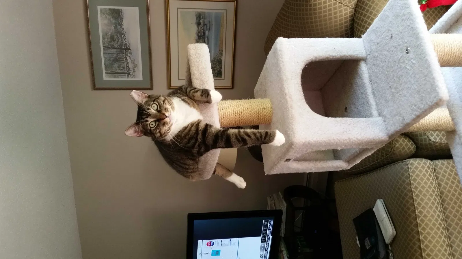 Lost cat in Pompano Beach, FL, 33062