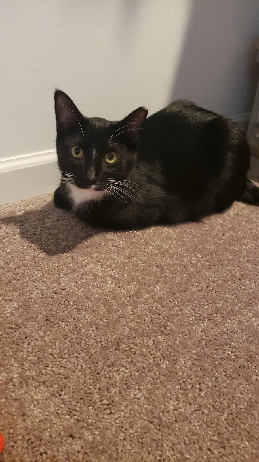 Lost cat in Macedonia, OH, 44056