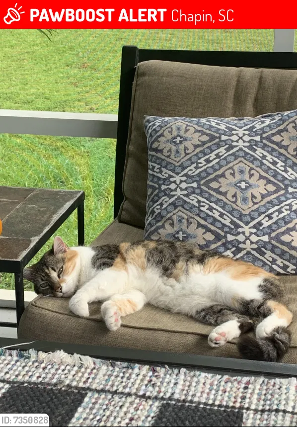 Lost cat in Chapin, SC, 29036