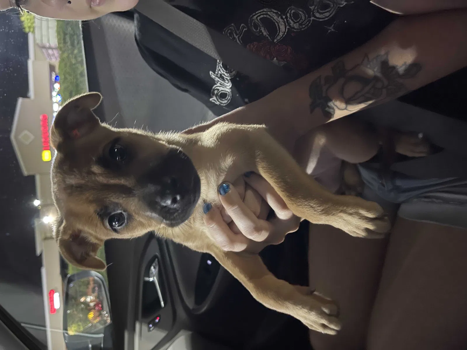 Found dog in Fresno, CA, 93721