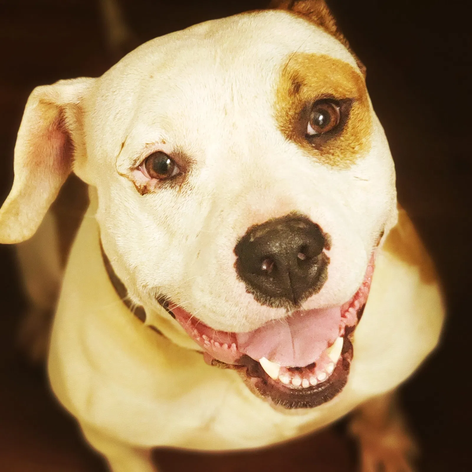 Lost dog in Oklahoma City, OK, 73135