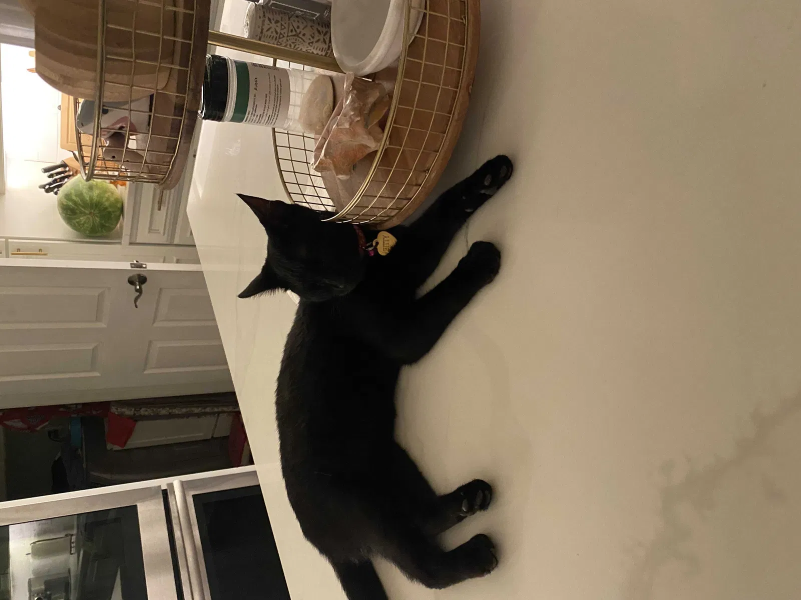 Lost cat in Jacksonville, FL, 32205