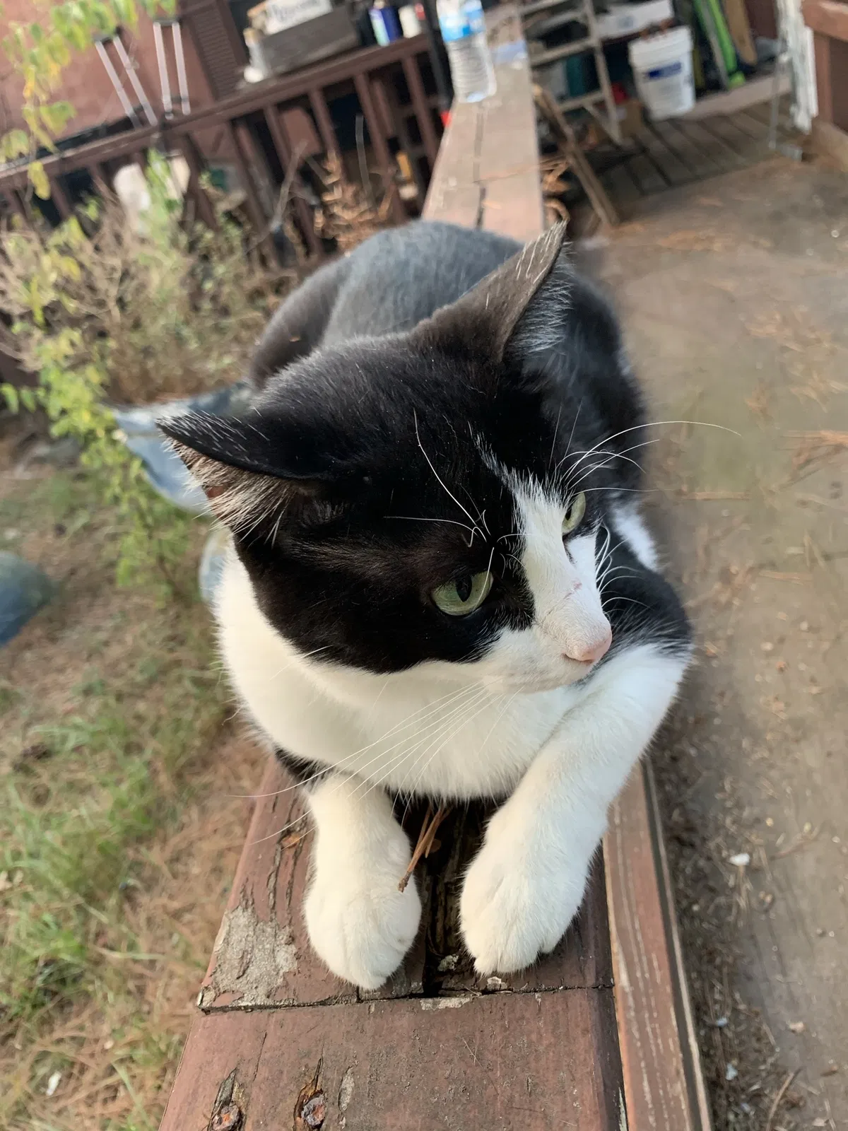 Lost cat in Benton, AR, 72019