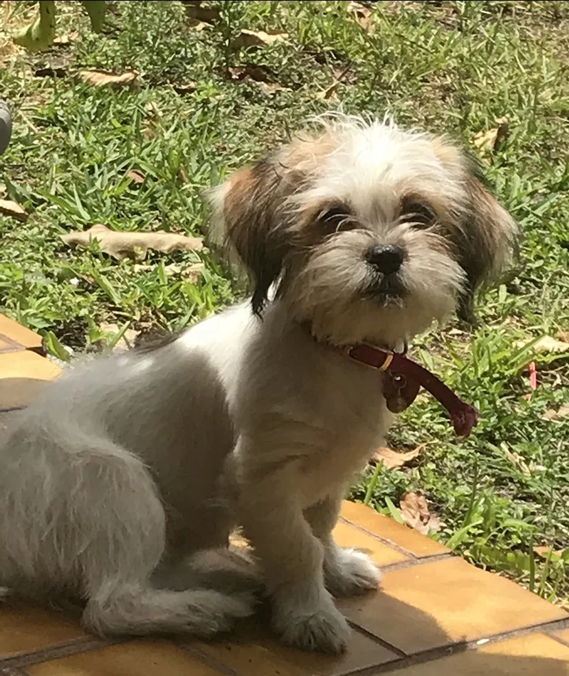 Lost dog in Miami, FL, 33166