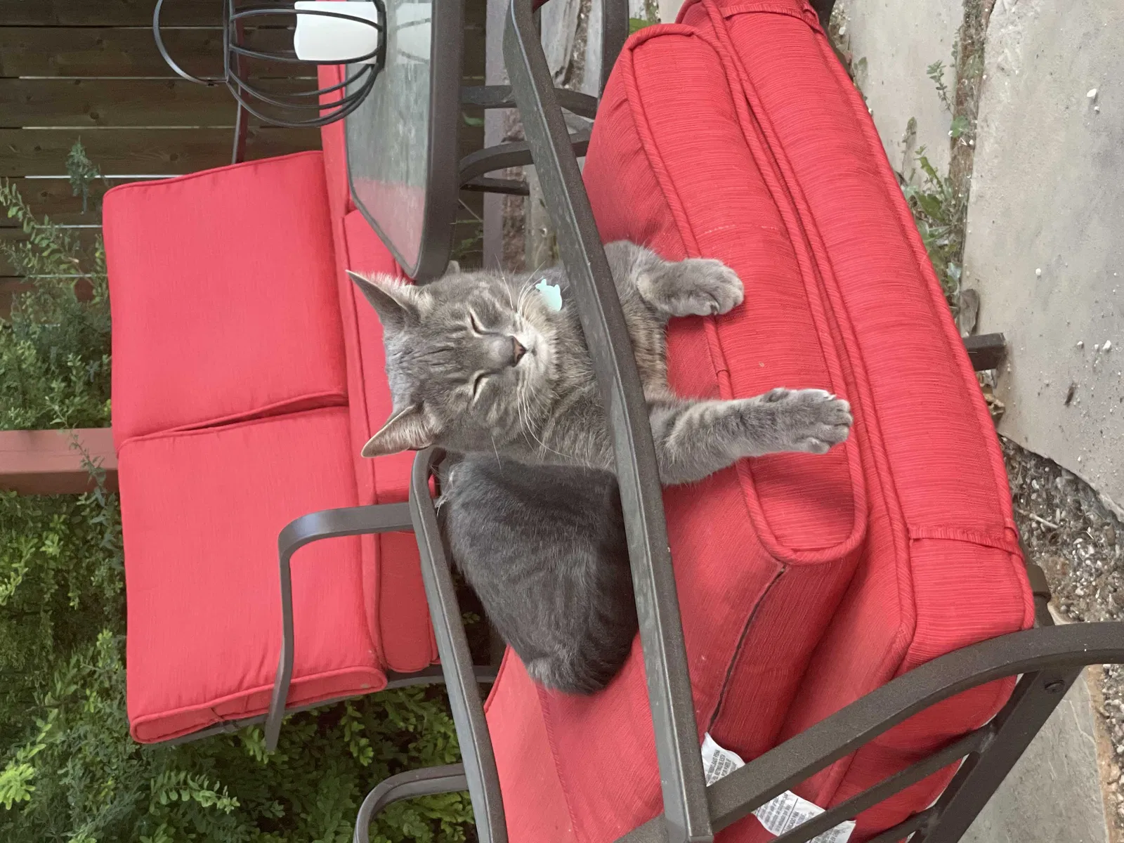 Lost cat in Johnstown, CO, 80534