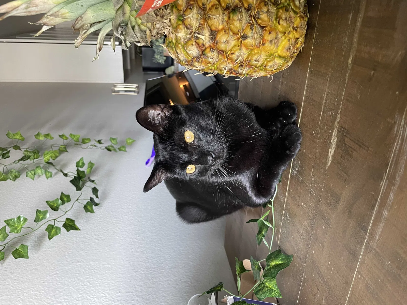 Lost cat in San Clemente, CA, 92673