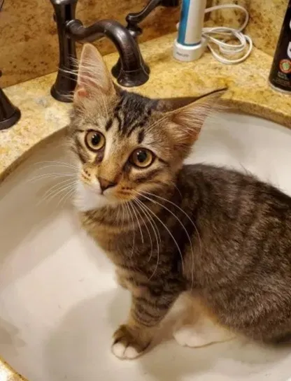 Lost cat in New Braunfels, TX, 78130