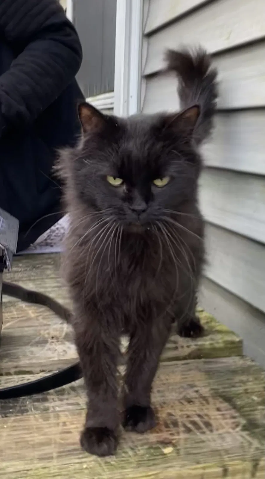 Lost cat in Elkridge, MD, 21075