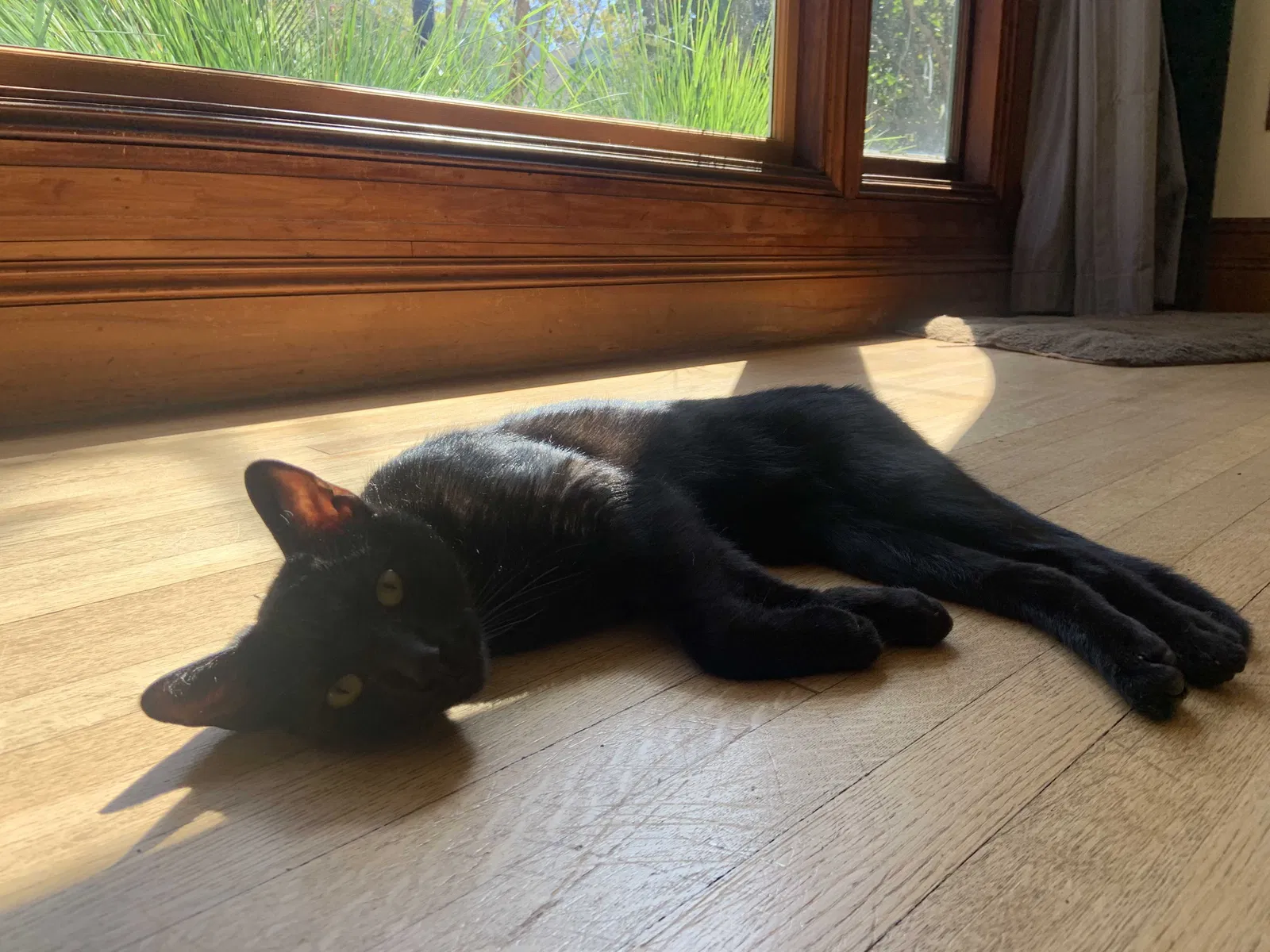 Lost cat in Berkeley, CA, 94709