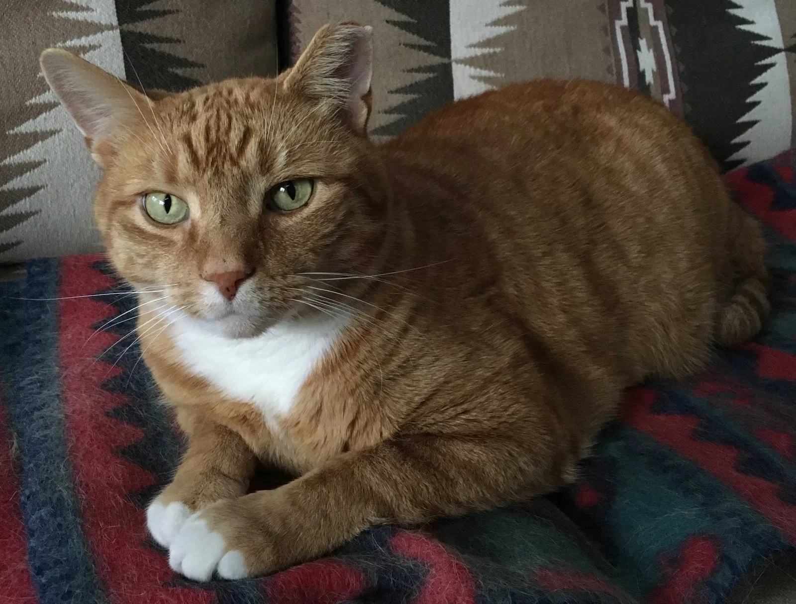 Lost cat in Loveland, OH, 45140