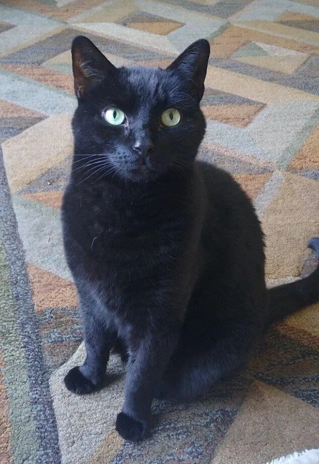 Lost cat in Dublin, OH, 43017