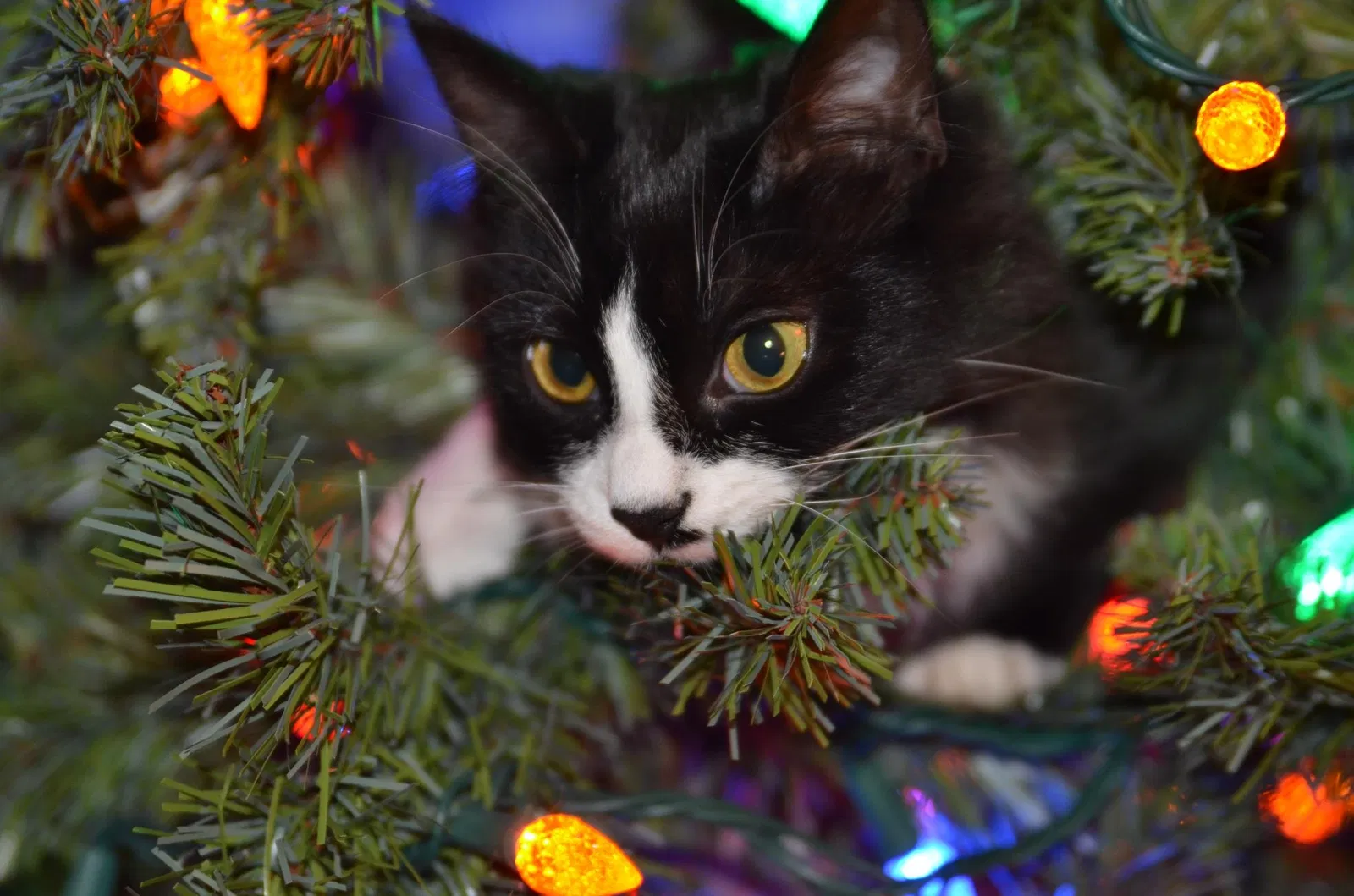 Lost cat in Milwaukee, WI, 53219