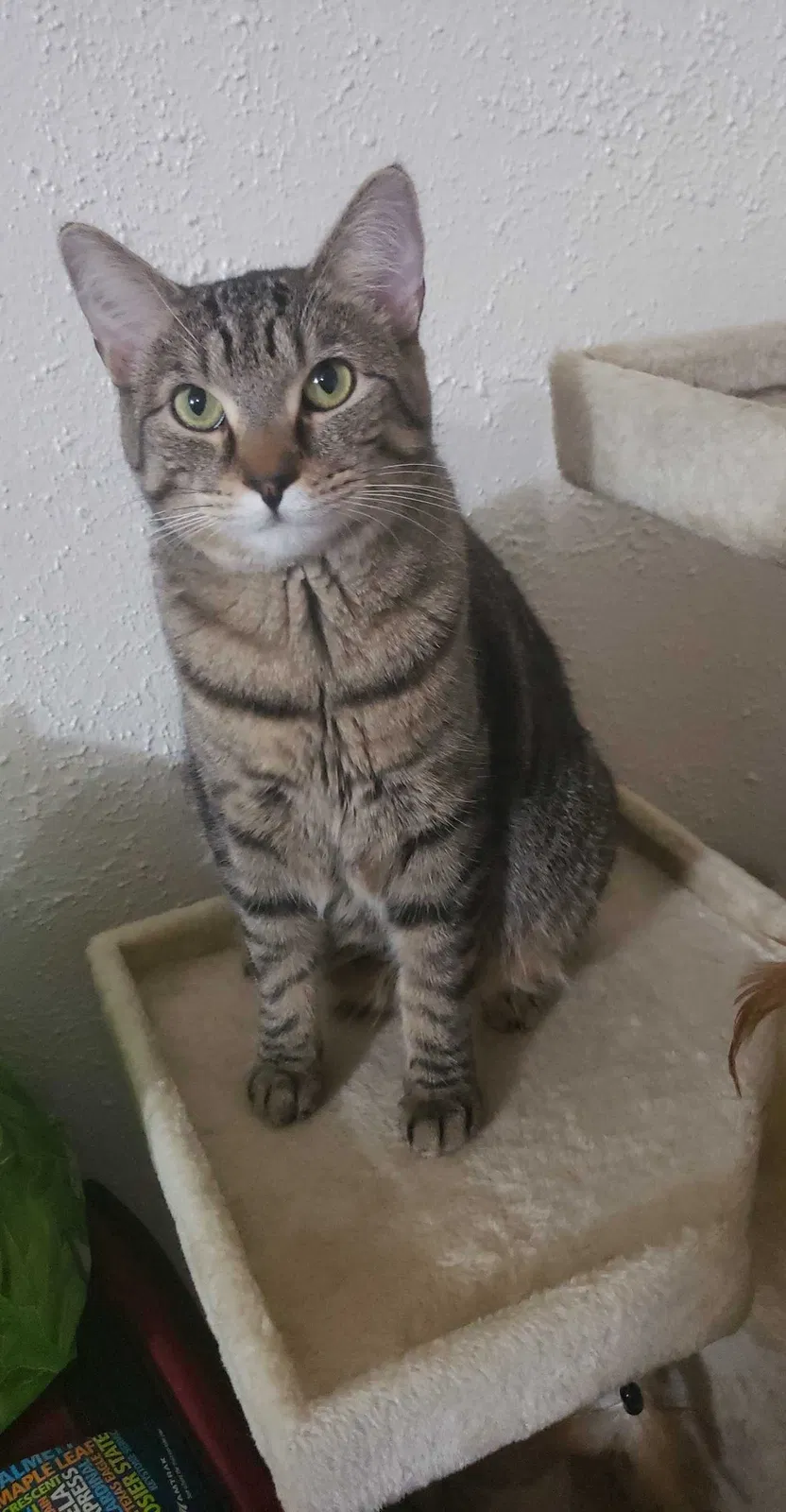 Lost cat in Maple Heights, OH, 44137