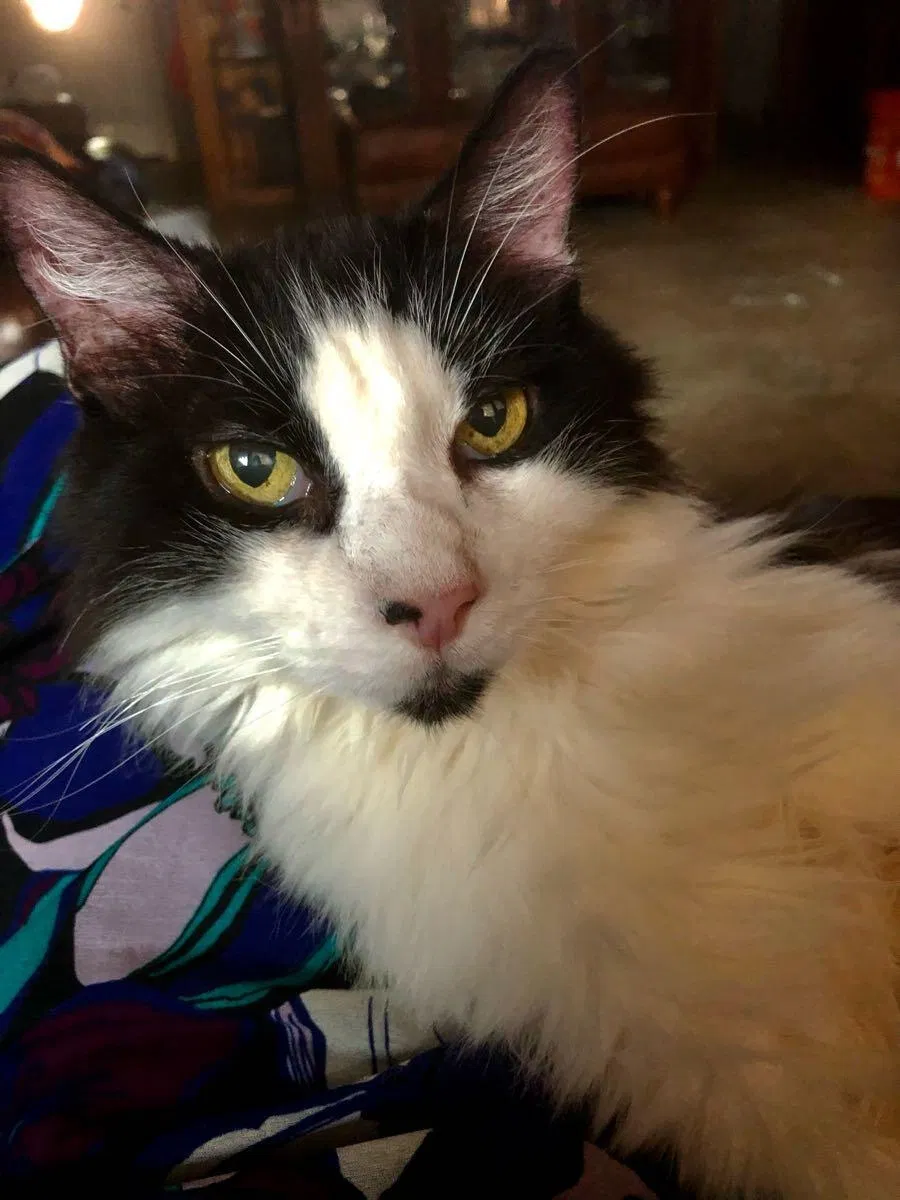 Lost cat in Arlington, TX, 76017