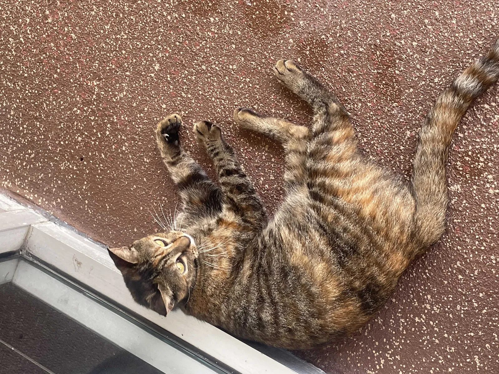 Found cat in Fort Lauderdale, FL, 33324