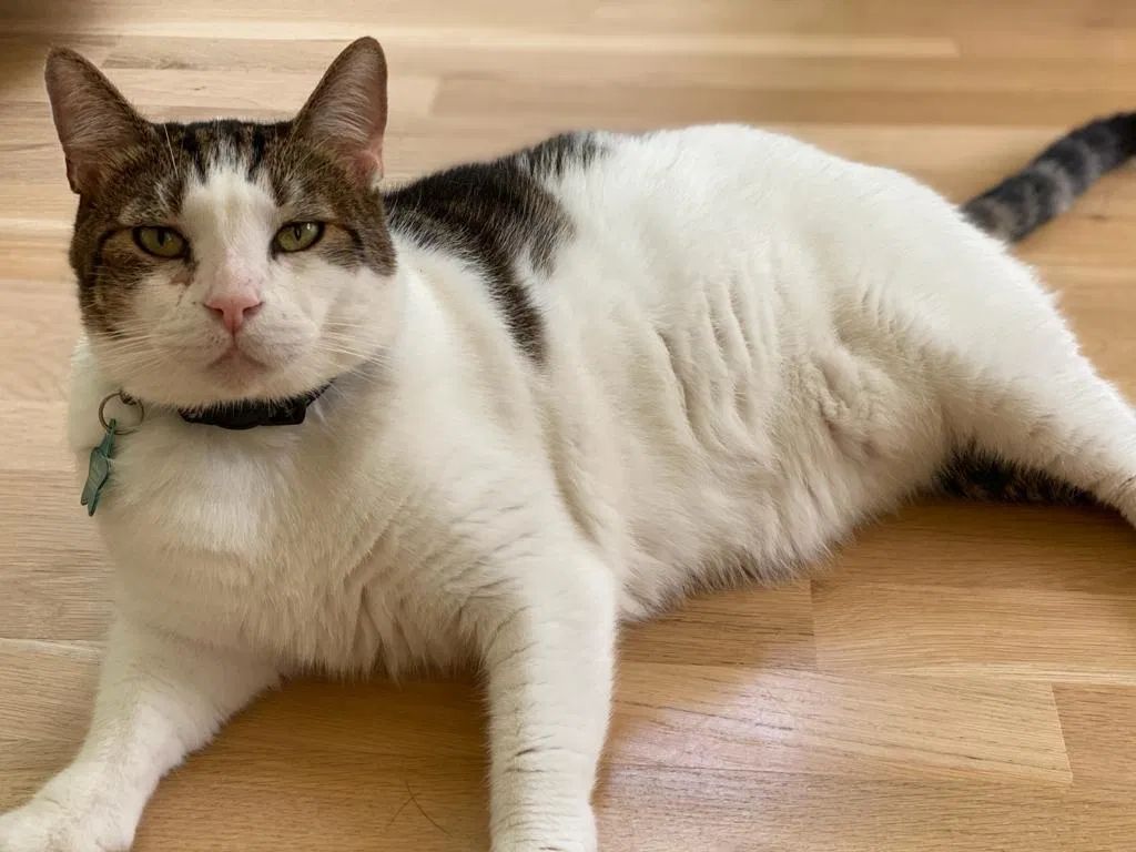Lost cat in Marietta, GA, 30068