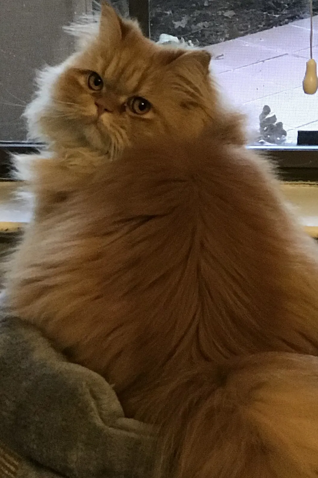 Lost cat in North Richland Hills, TX, 76182