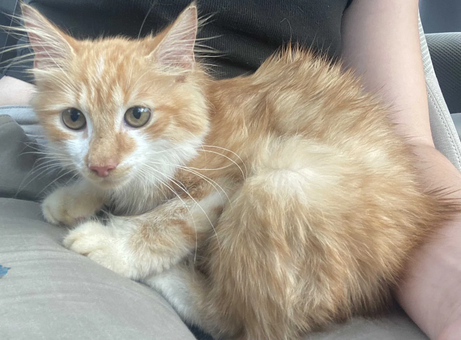 Lost cat in Tampa, FL, 33616