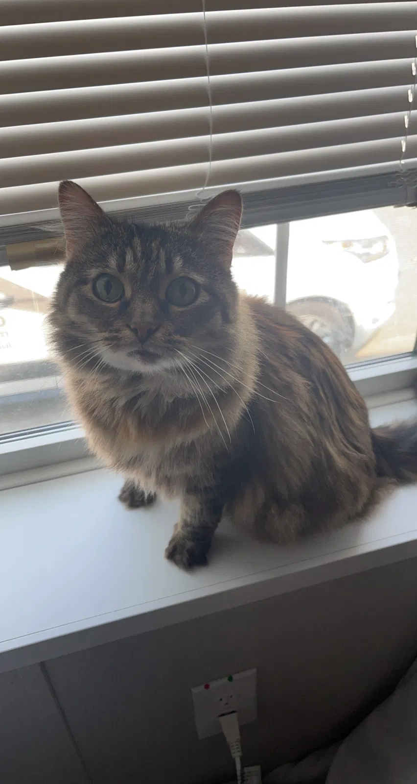 Lost cat in Bonner Springs, KS, 66012