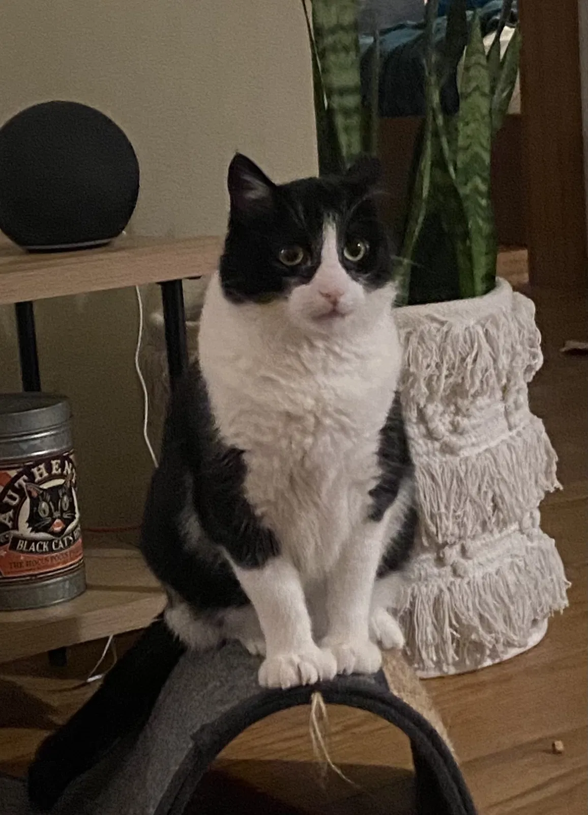 Lost cat in West Bend, WI, 53095
