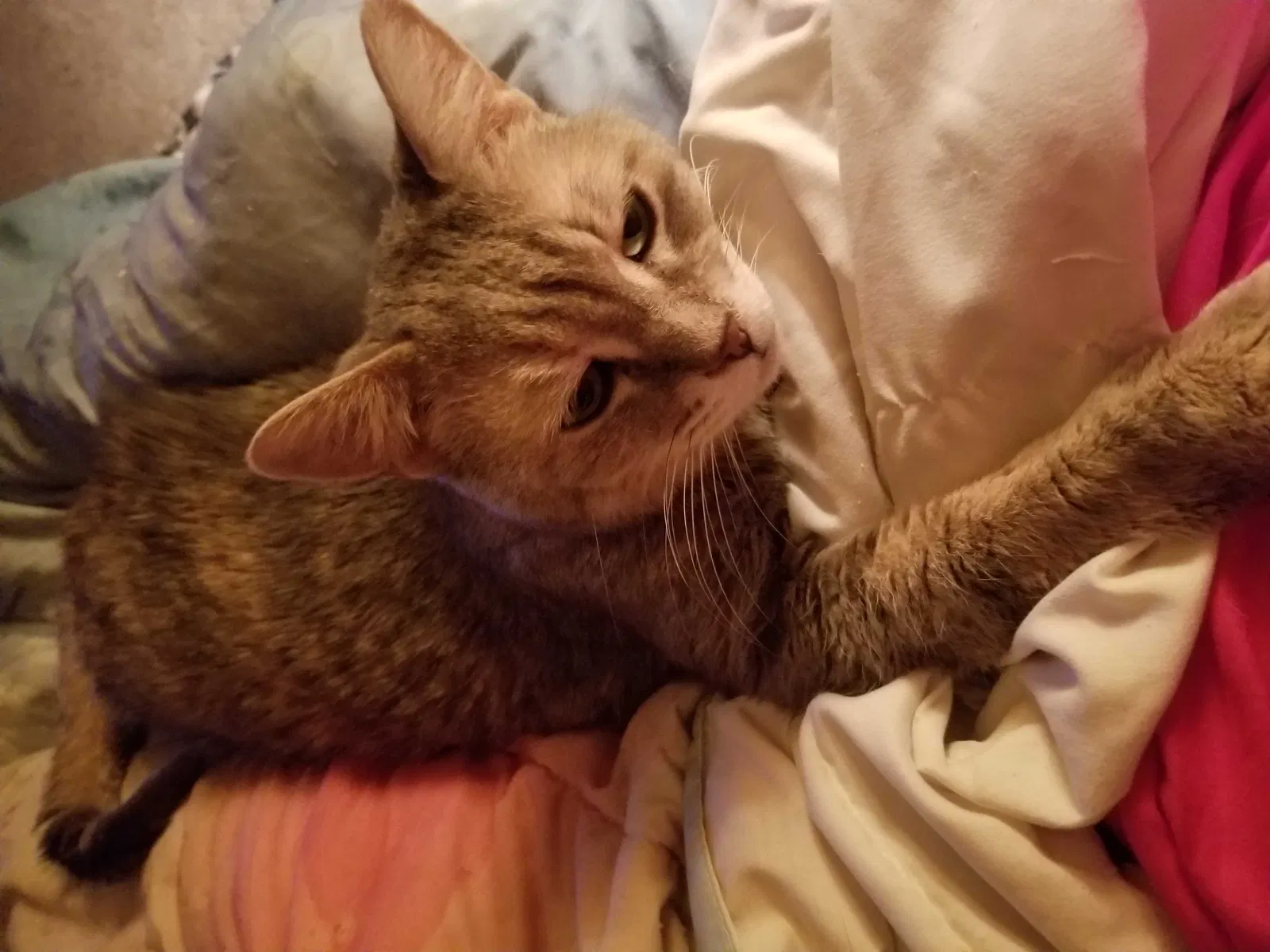 Lost cat in Rochester, MI, 48309