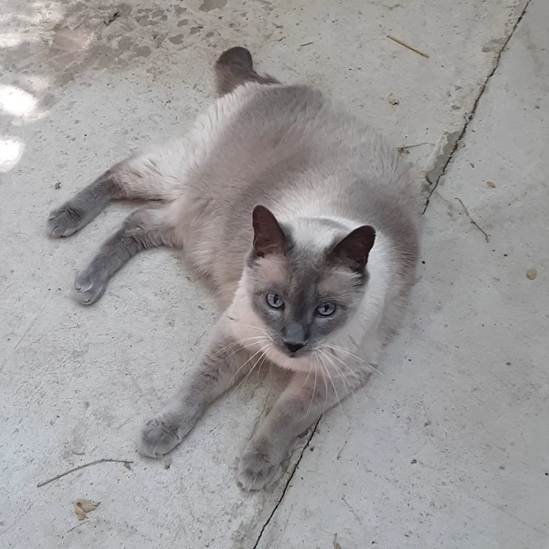 Lost cat in Albuquerque, NM, 87102