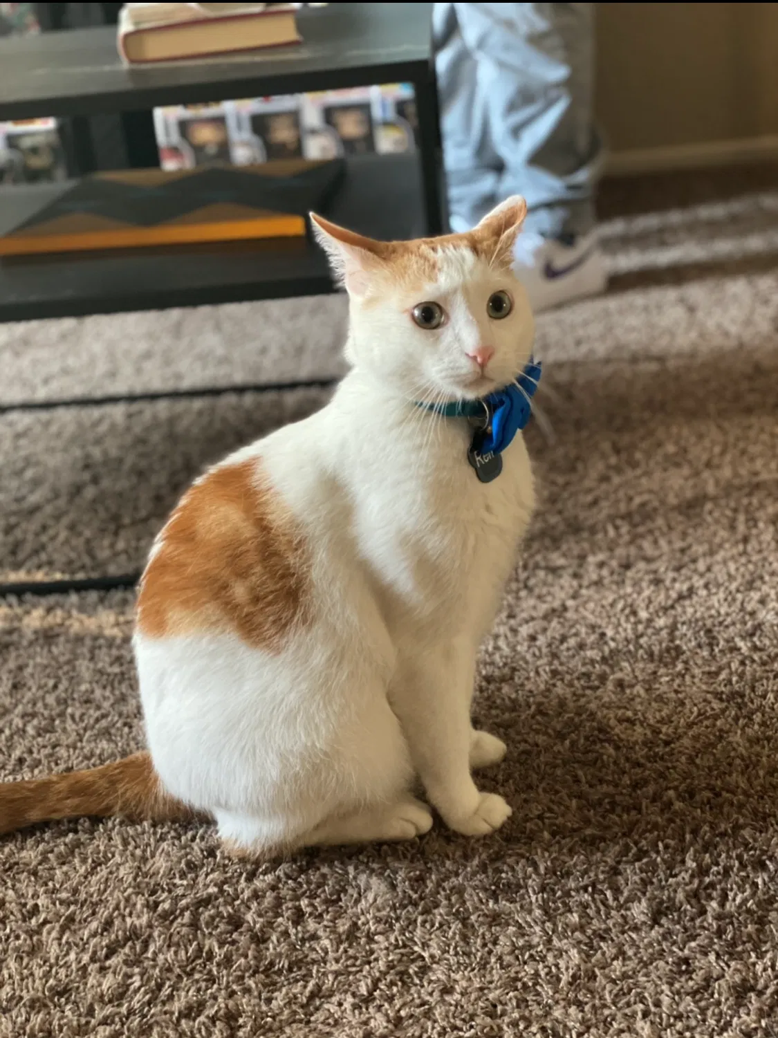 Lost cat in Ripon, CA, 95366