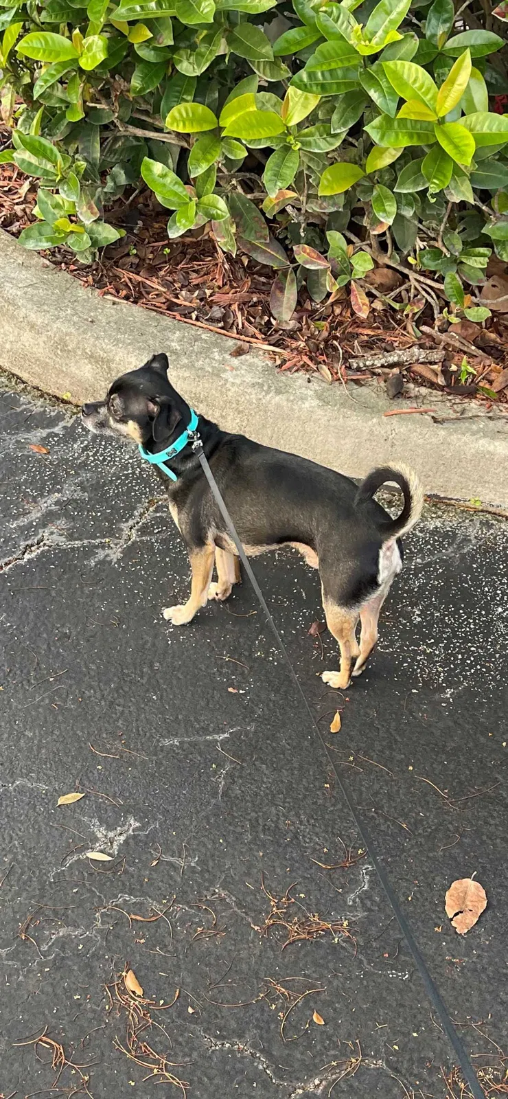 Lost dog in West Palm Beach, FL, 33406