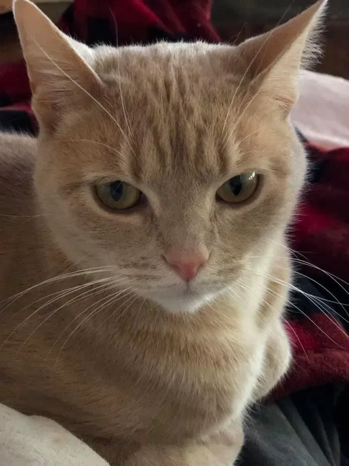 Lost cat in Tulsa, OK, 74105