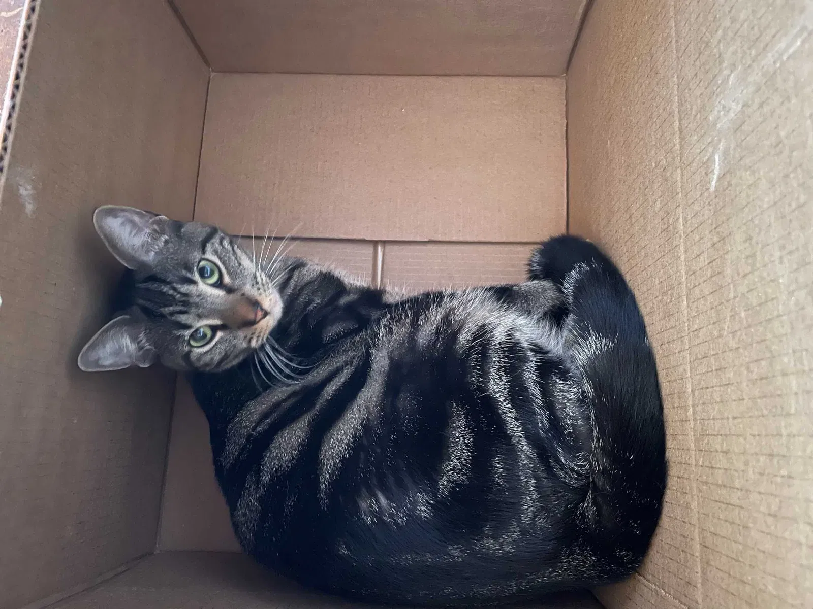 Lost cat in Unknown, TX, 75072