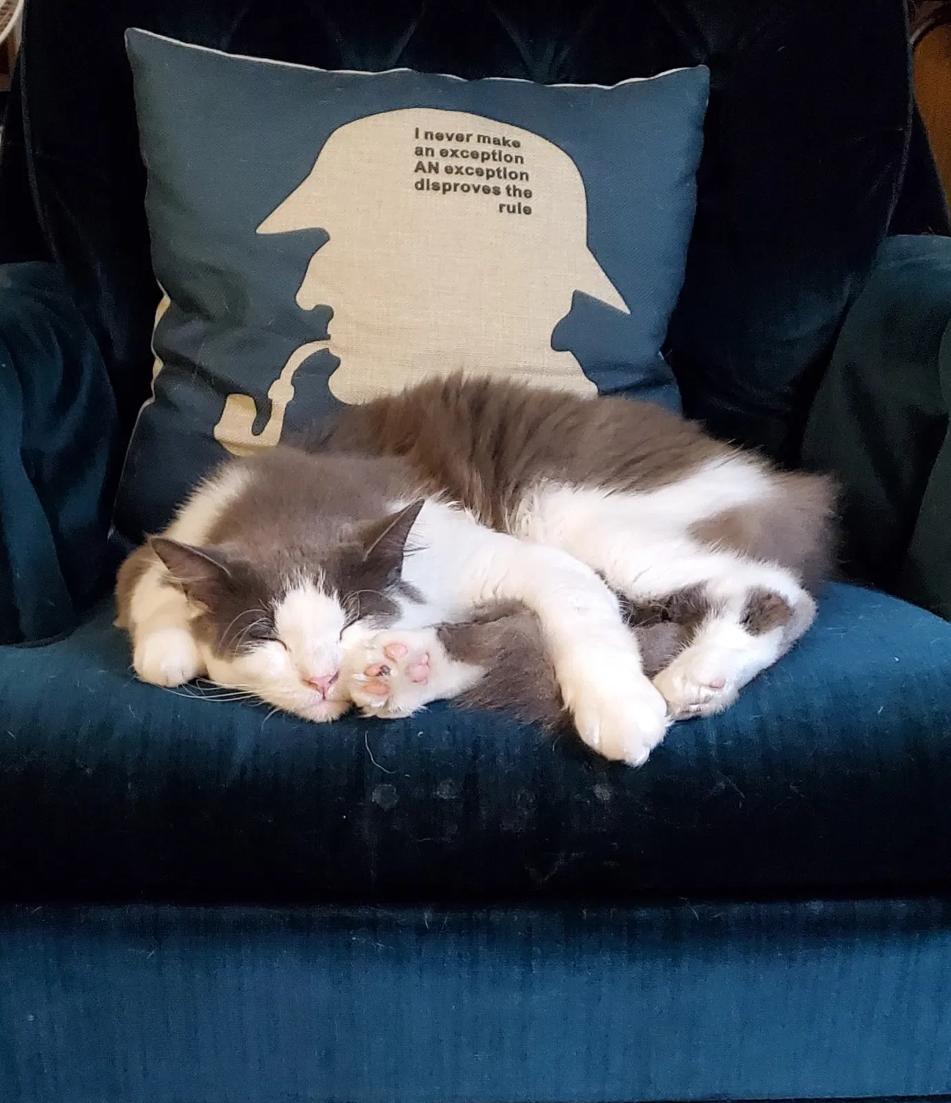 Found cat in Ogilvie, MN, 56358