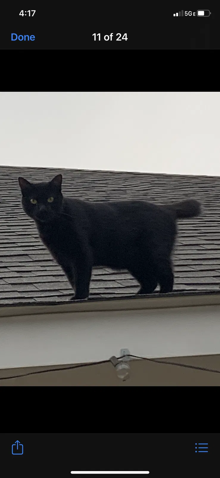 Lost cat in Baton Rouge, LA, 70816